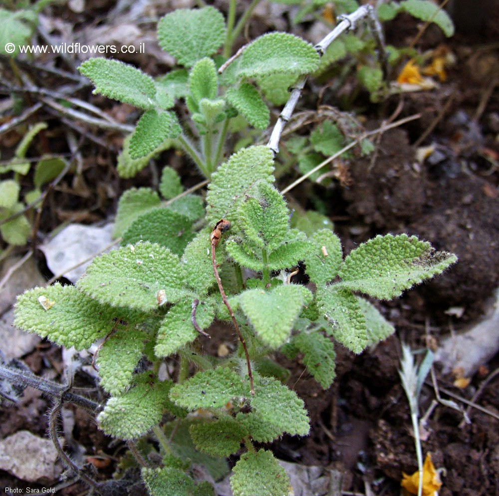Salvia rubifolia